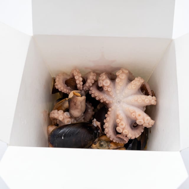 Baby Octopus.
