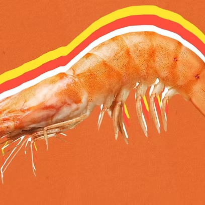 Shrimp